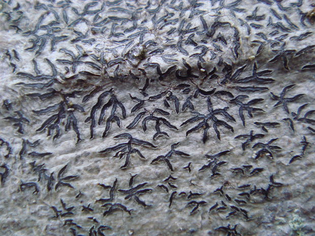 Графис письменный - Graphis scripta