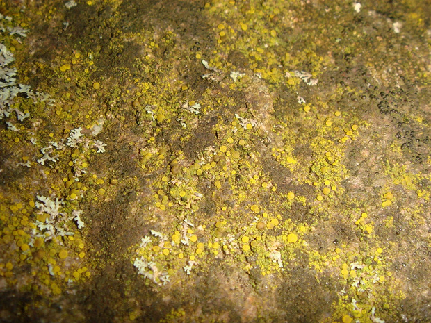 Канделяриелла золотистенькая - Candelariella aurella