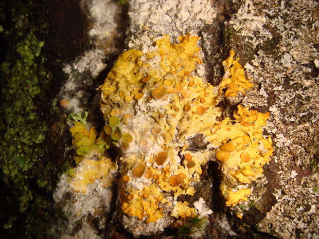 Ксантория восковидная - Xanthoria candelaria