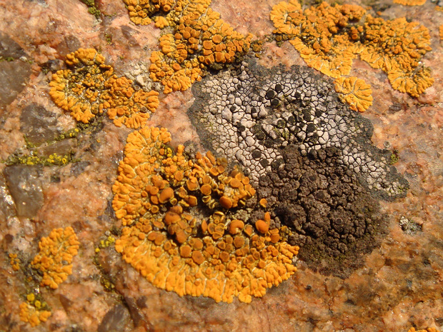 Ксантория многоплодная - Xanthoria polycarpa
