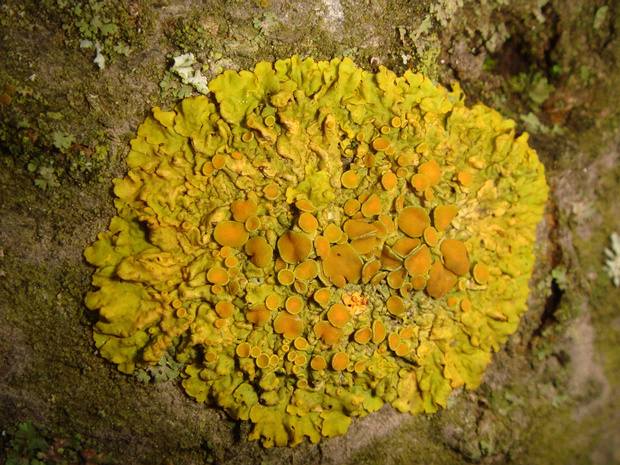 Ксантория настенная - Xantoria parietina