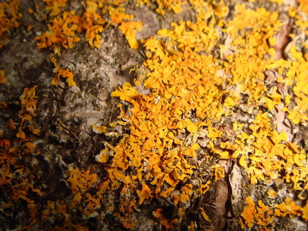 Ксантория украинская - Xanthoria ucrainica