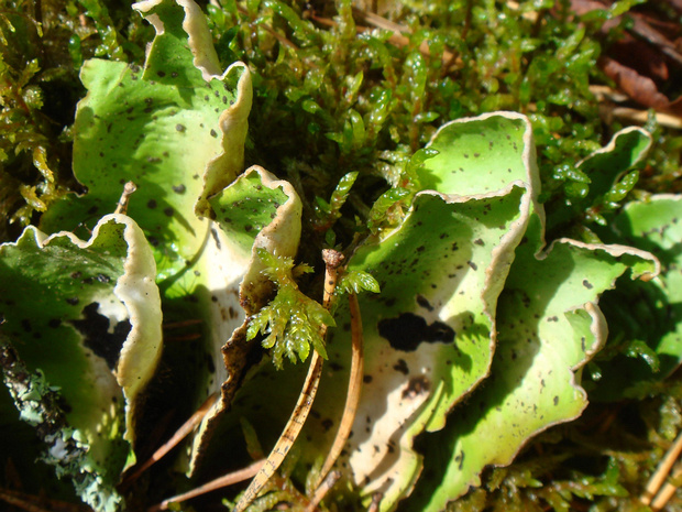 Пельтигера апфтоза - Peltigera aphthosa