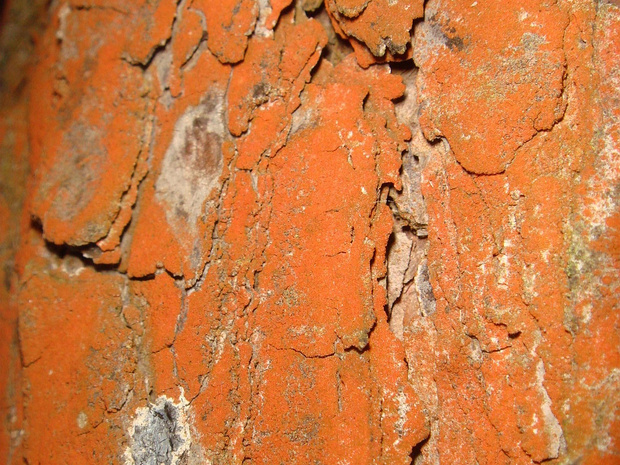 Трентеполия теневая - Trentepohlia umbrina