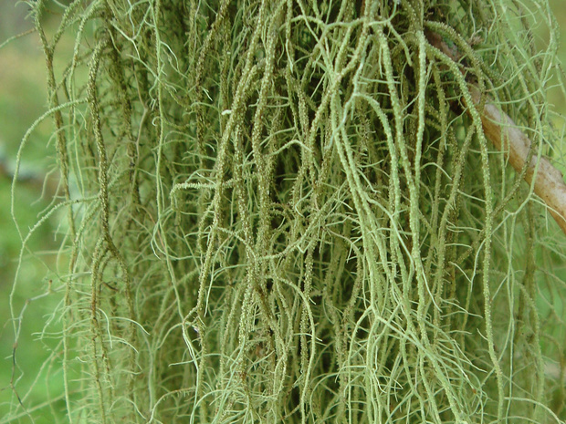 Уснея 1 - Usnea 1