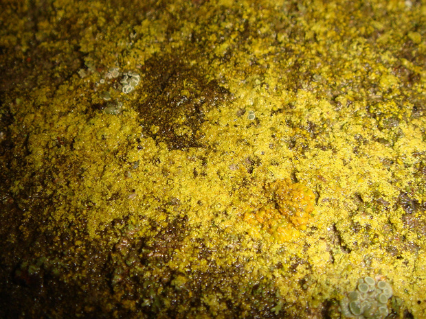 Хризотрикс желтый - Chrysothrix chlorina